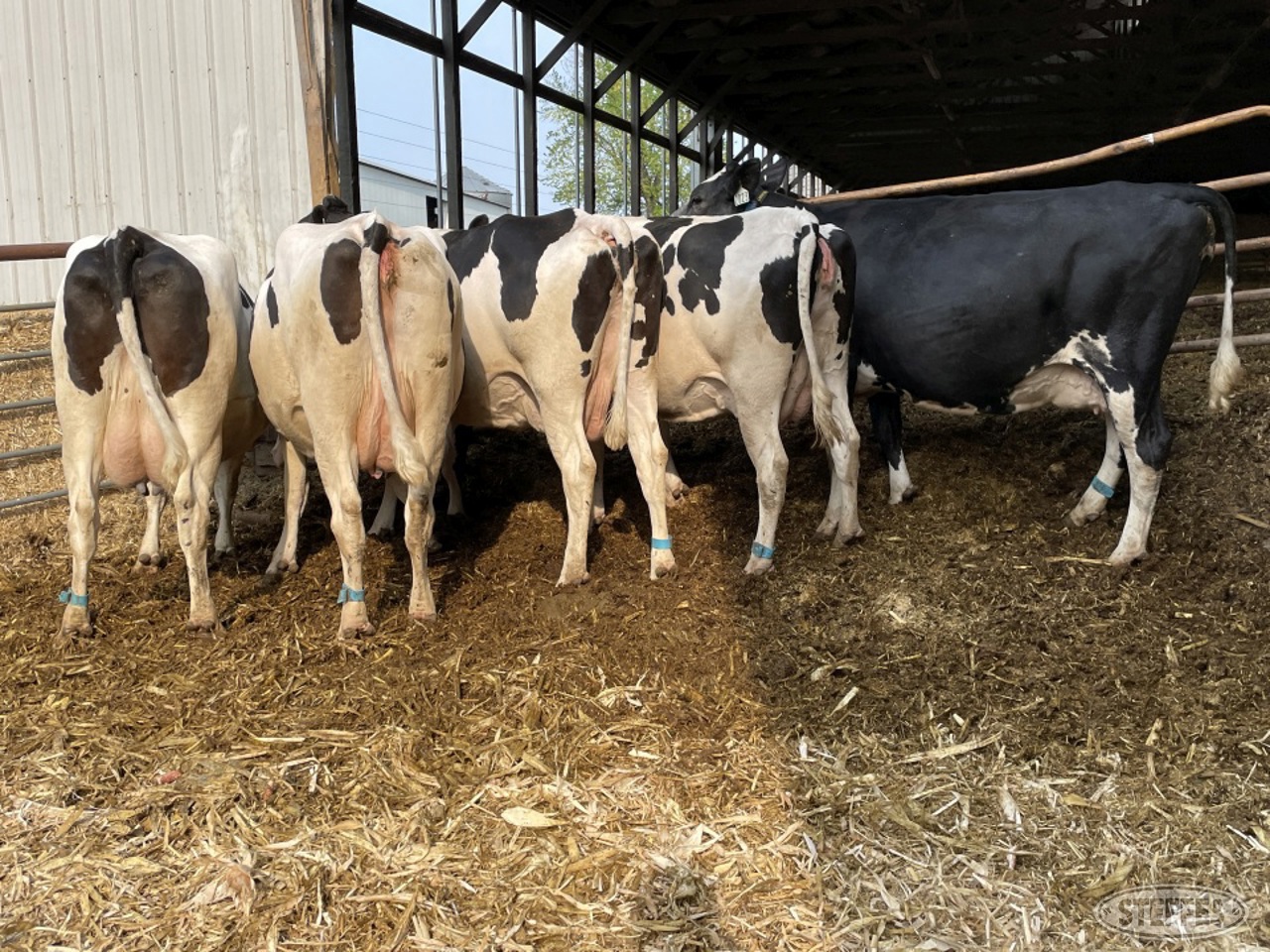 (6 Head) Holstein dry cows